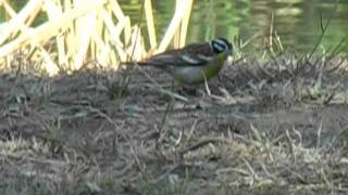 preview picture of video 'Southern African Birds: Golden Breasted Bunting feeding next to lake'