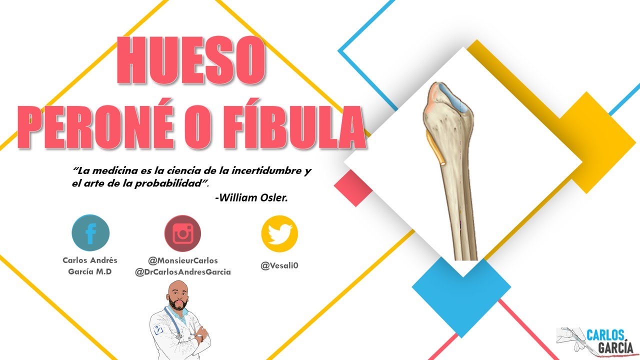 Anatomía - Peroné o Fíbula (Caras, Bordes, Extremos, Inserciones)