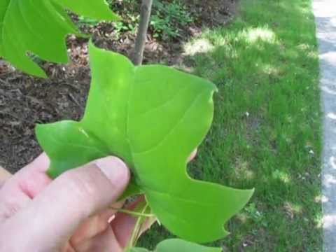 Tree Identification Part One - YouTube