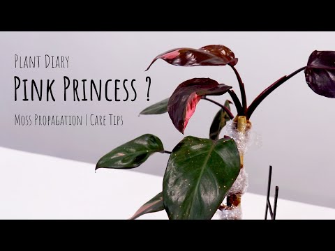 Plant diary | Philodendron pink princess plant care & Preparation for propagate pink princess plant