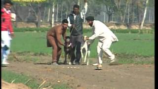 (1) Gholia Khurd ( Moga) Dog Raing 13 Dec 2015