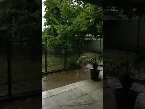 Nature's Symphony: Morning Rainfall at Our Home in Punjab | Calming Video #Shorts