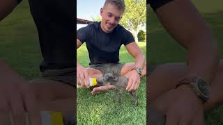 Download lagu Throwback to the most adorable Baby Warthog! 😍 mp3