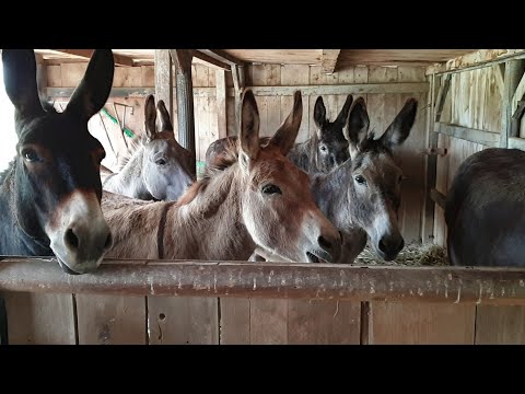Asini che ragliano - Donkeys braying