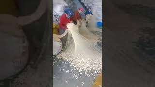 Getting silk from silk worms #silkworms #shorts #viral
