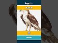 hawk - 鹰 video thumbnail