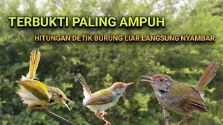 Download lagu Paling ampuh. Suara pikat prenjak lumut ribut kombinasi suara anakan prenjak lumut ribut. mp3 Download lagu Paling ampuh. Suara pikat prenjak lumut ribut kombinasi suara anakan prenjak lumut ribut. mp3