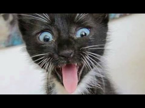 Faze comice 😄 citeste descrierea