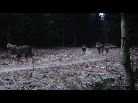 Begegnung eines Wolfsrudels mit einem Menschen