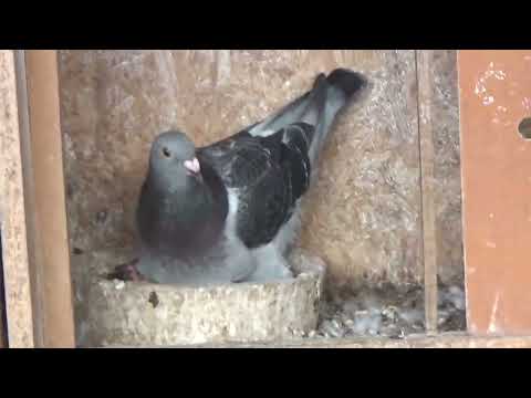 Columbofil dl Manea Ilie Ionut Buzau Romania porumbei de reproductie 12 august 2025