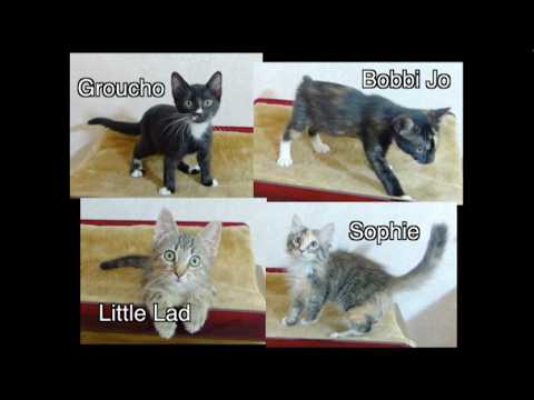 Kittens Wichita