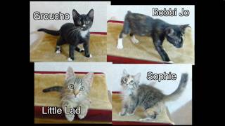 More foster kitten adventures! Spay/Neuter and Ready for Adoption.