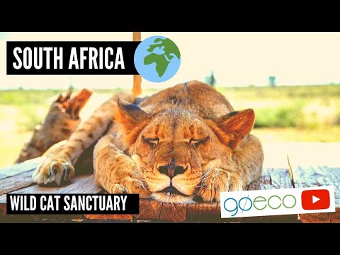 GoEco South Africa - Wild Cat Sanctuary
