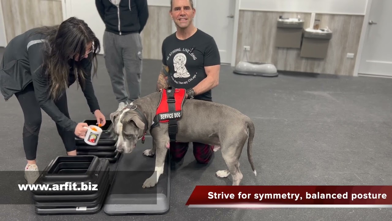Canine Rehabilitation, Dog Massage How to Exercise your Dog EP 1 Reach and Stretch