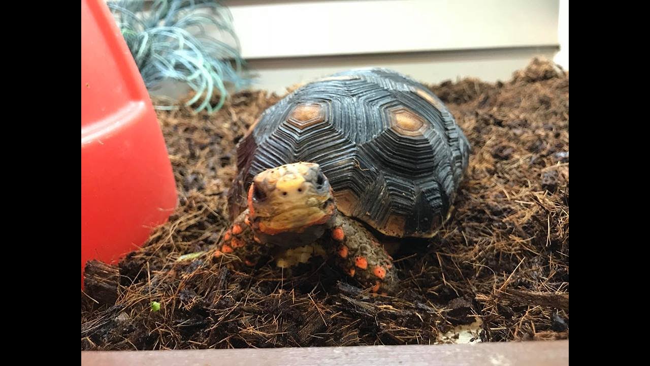 Présentation de la Tortue charbonnière à pattes rouges – Red foot turtle (Facebook Live)