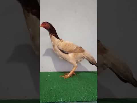 Muçurana RD X 332gsul Chapecó Taura