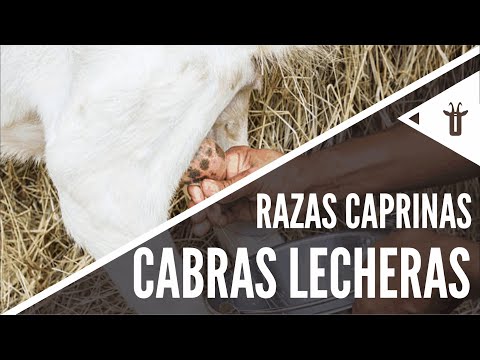 , title : 'Las mejores cabras lecheras | Razas caprinas'