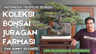 Download lagu Intip Koleksi Bonsai dan Display Bonsai Mewah milik Pak Sonny Suyanto dari Surabaya mp3