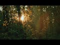 Story Wa Pagi Hari Ini Cinematic 30 Detik Sinematik Hutan Dan Sawah Sinematik Estetik Alam