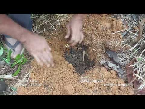 Plantio 04 da TV Plantando