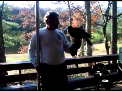 Kevin Markey Falconry Speech and Demonstration