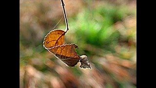 Peter Gabriel - Father, Son