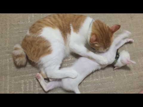 マウロ＆シーツ＠グルーミングする子猫と大きい猫 / Mauro and sheets are playing.