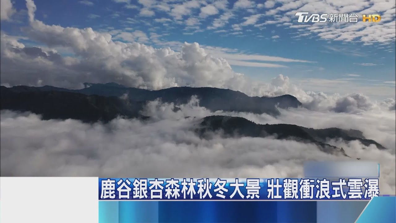 鹿谷銀杏森林秋冬大景 壯觀衝浪式雲瀑
