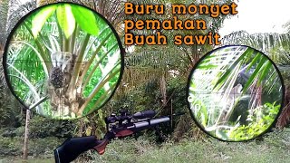 Download lagu BERBURU HAMA MONYET KERA mp3