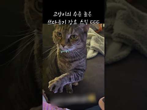 수준 높은 스킬로 쓰다듬기 요구하는 고양이