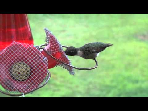 Stunning close up of hummingbird with red neck only seen for flashes....