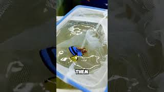 Download lagu Bisakah Nemo & Dory Benar-benar Berteman? 🤯#shorts mp3