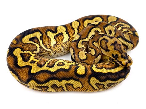 Are Calico Clown combos the next big thing in Ball Pythons?