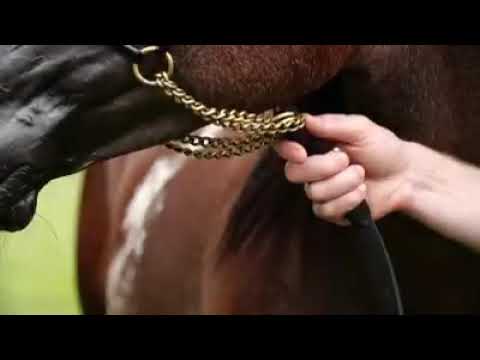 MAHER AL SAYED - AlSayed Stud  He carries the mark of his legendary great-grandfather Justice