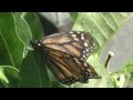 The Butterfly Song