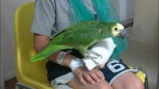 Parrot Therapy