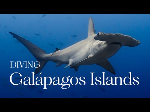 Diving Galápagos Islands | 2025 (4K)