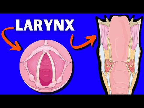 Anatomie du larynx