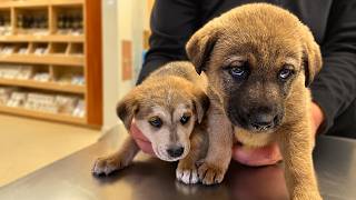 These Puppies Were Dumped in the Middle Of Nowhere: What Happens Next Will SHOCK YOU