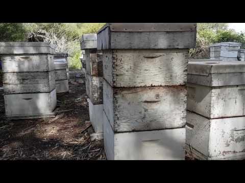 пчеловодство.профессиональная пасека в Израиле