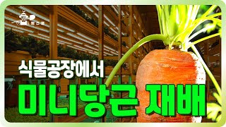 인공광에서 재배한 미니 당근 수확!! ㅣ 식물공장 ㅣ LED재배