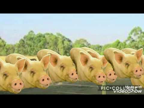 Herd Cherise Cats Herd Pigs Herd Orange Mouses