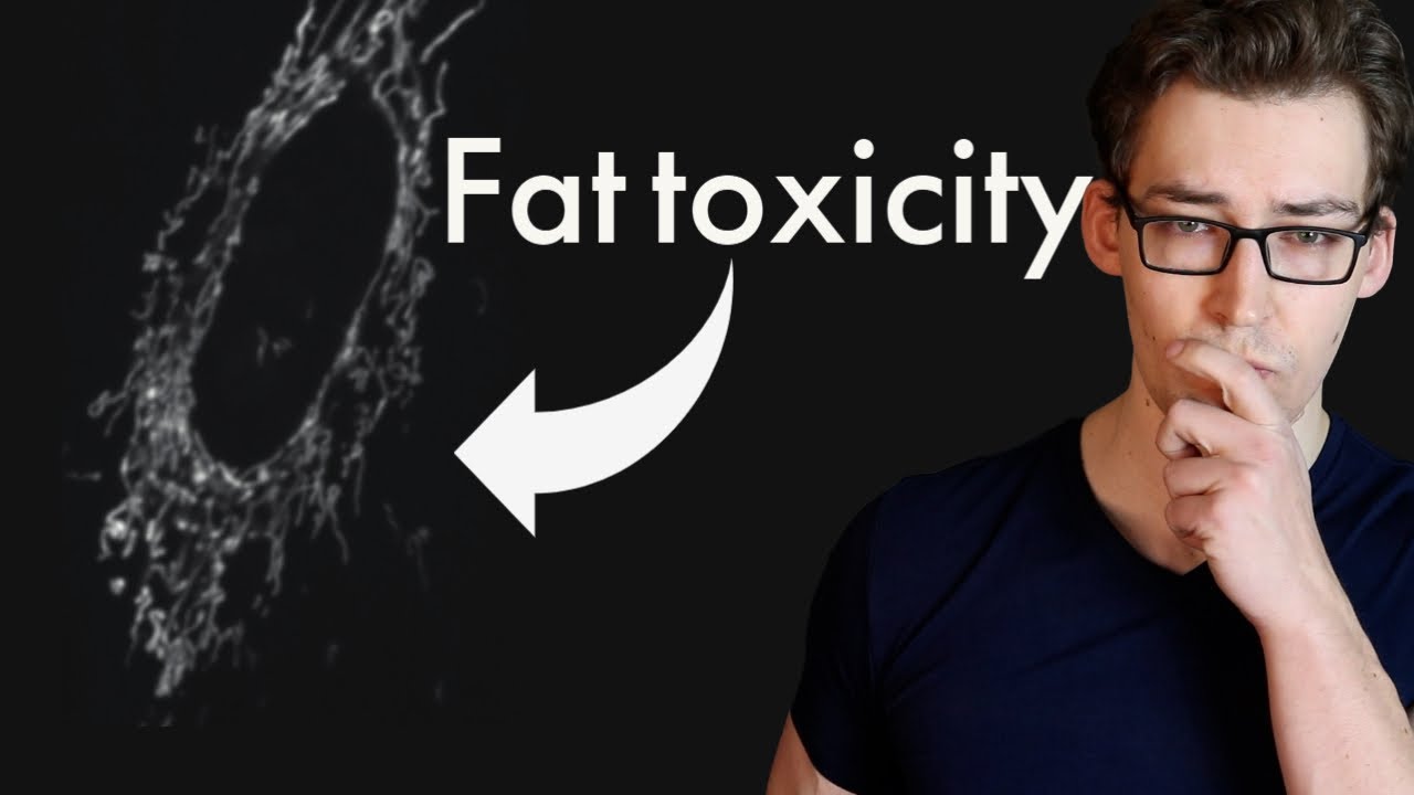 Saturated vs Unsaturated Fats on Mitochondrial Behavior [Study 24]