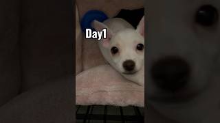 foster first night #puppy #fosterdog