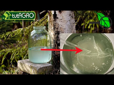 ВКУСНЕЙШИЙ БЕРЁЗОВЫЙ СОК!! Берёзовый квас на лактобациллах реутери. Уникальный рецепт.