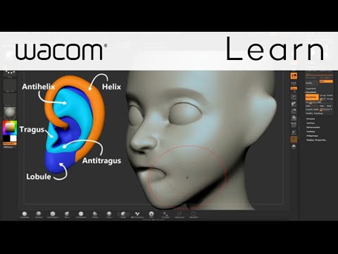 ZBrushCore Video Tutorial Series with Steve James - Part 3 Nose & Ears