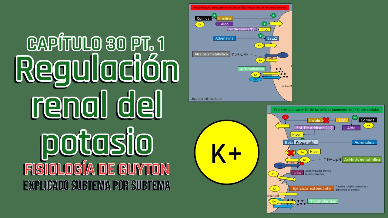 CAP 30 (1/3): Regulación renal del potasio l Fisiología de Guyton