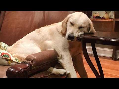Quand votre chien profite de la meilleure vie 🤣 Funniest tired dogs video 2025