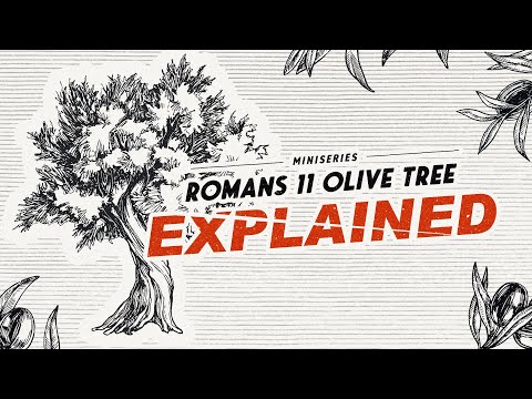 Romans 11 Olive Tree EXPLAINED | Gateway Center for Israel