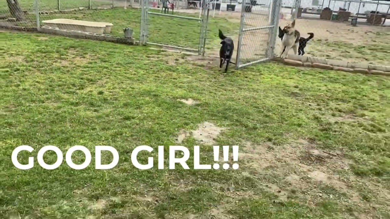 Twix, a Adoptable mixed breed in Fresno, CA video 2/6